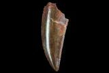 Serrated, Raptor Tooth - Real Dinosaur Tooth #109499-1